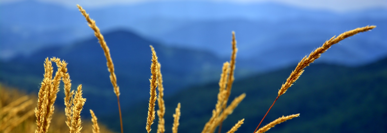 Bieszczady scene